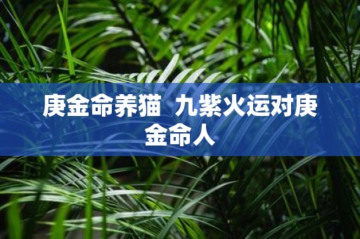 庚金命养猫 九紫火运对庚金命人