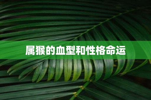 属猴的血型和性格命运