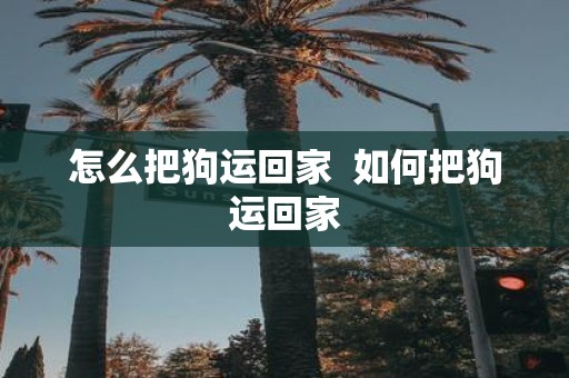 怎么把狗运回家 如何把狗运回家