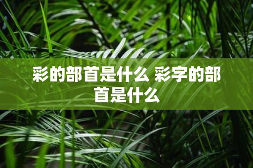 彩的部首是什么 彩字的部首是什么