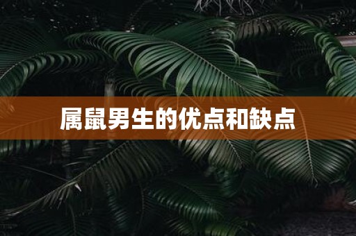 属鼠男生的优点和缺点
