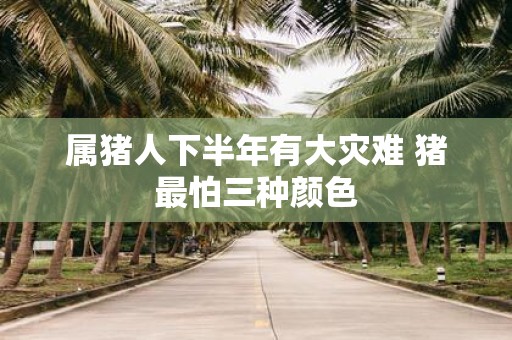 属猪人下半年有大灾难 猪最怕三种颜色