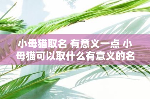小母猫取名 有意义一点 小母猫可以取什么有意义的名字