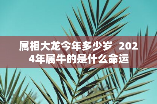 属相大龙今年多少岁 2025年属牛的是什么命运