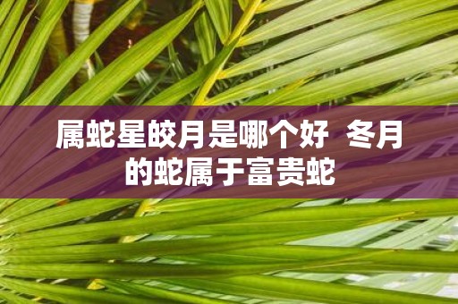 属蛇星皎月是哪个好 冬月的蛇属于富贵蛇