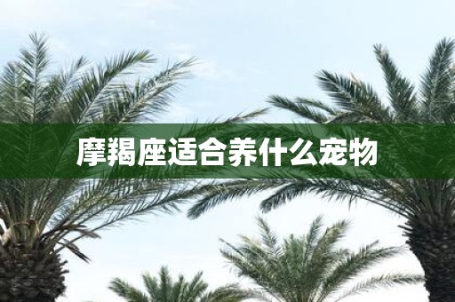 摩羯座适合养什么宠物
