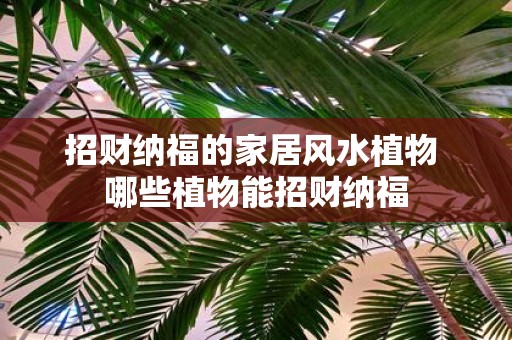 招财纳福的家居风水植物 哪些植物能招财纳福