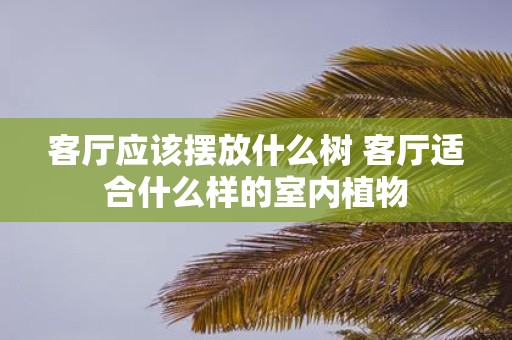 客厅应该摆放什么树 客厅适合什么样的室内植物