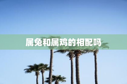 属兔和属鸡的相配吗