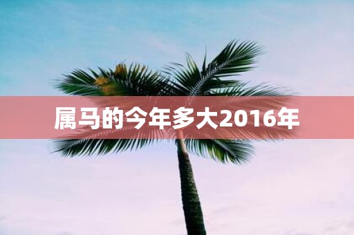 属马的今年多大2016年