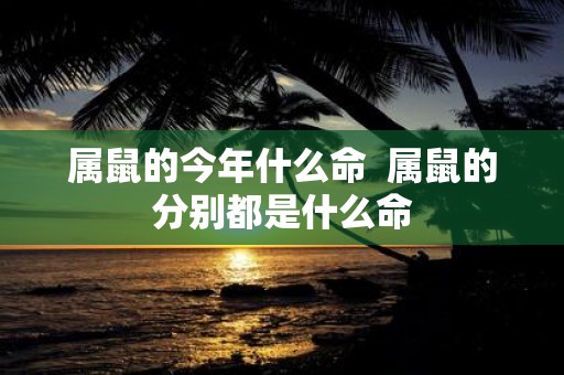 属鼠的今年什么命 属鼠的分别都是什么命