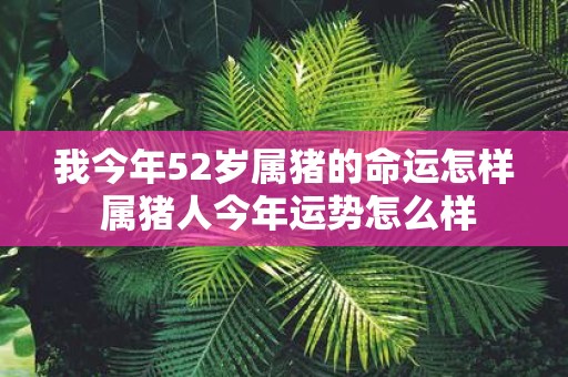 我今年52岁属猪的命运怎样 属猪人今年运势怎么样