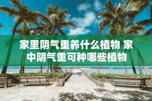 家里阴气重养什么植物 家中阴气重可种哪些植物