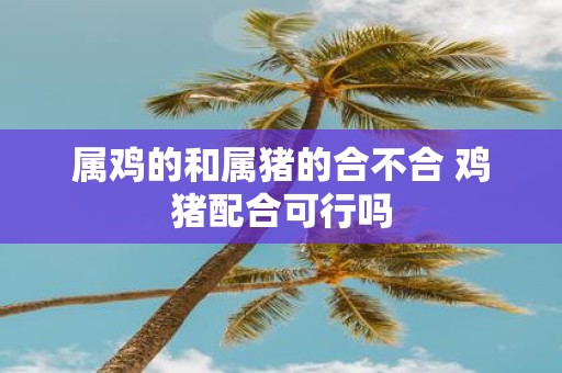 属鸡的和属猪的合不合 鸡猪配合可行吗