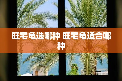 旺宅龟选哪种 旺宅龟适合哪种