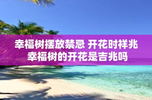 幸福树摆放禁忌 开花时祥兆 幸福树的开花是吉兆吗