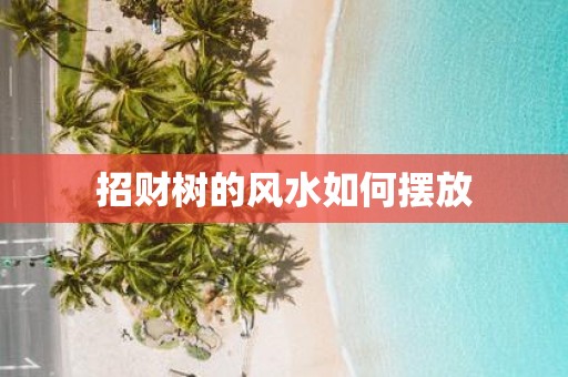 招财树的风水如何摆放