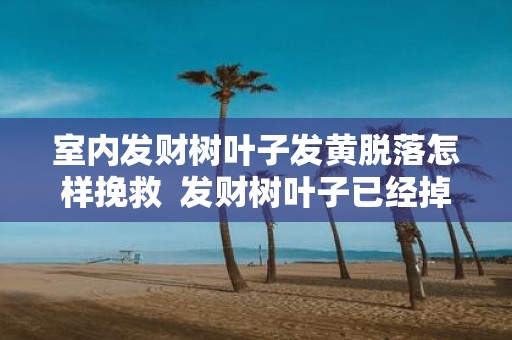 室内发财树叶子发黄脱落怎样挽救 发财树叶子已经掉光的处理