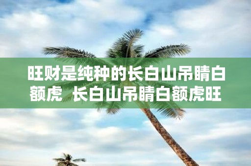 旺财是纯种的长白山吊睛白额虎 长白山吊睛白额虎旺财