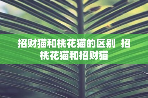 招财猫和桃花猫的区别 招桃花猫和招财猫