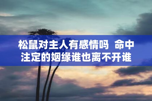 松鼠对主人有感情吗 命中注定的姻缘谁也离不开谁