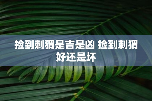 捡到刺猬是吉是凶 捡到刺猬好还是坏
