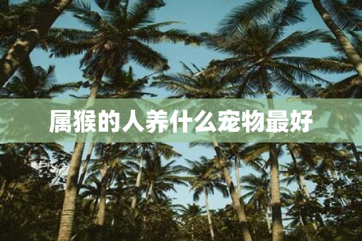 属猴的人养什么宠物最好