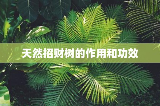 天然招财树的作用和功效