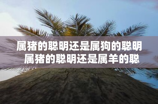 属猪的聪明还是属狗的聪明 属猪的聪明还是属羊的聪明