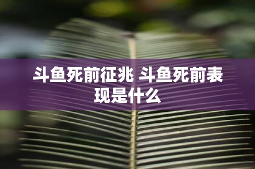 斗鱼死前征兆 斗鱼死前表现是什么