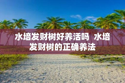 水培发财树好养活吗 水培发财树的正确养法