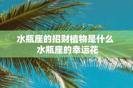 水瓶座的招财植物是什么 水瓶座的幸运花