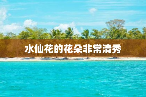 水仙花的花朵非常清秀