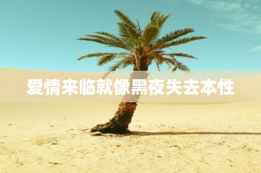 爱情来临就像黑夜失去本性