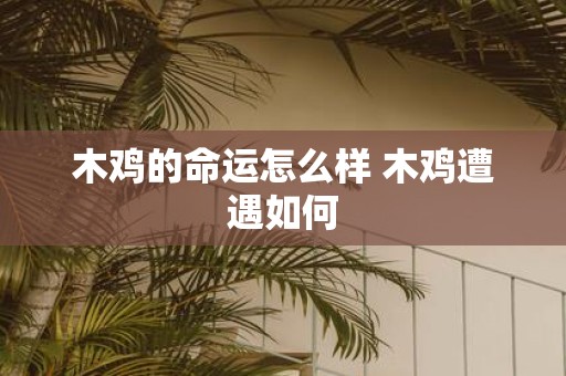 木鸡的命运怎么样 木鸡遭遇如何