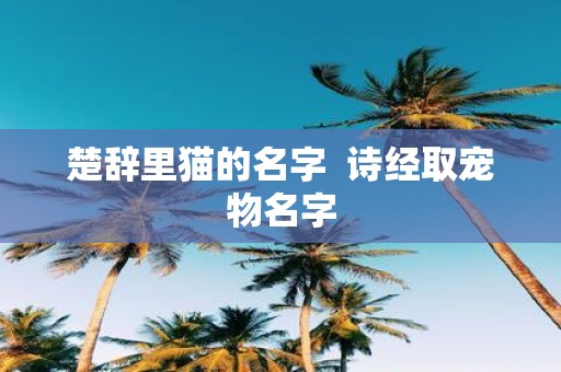楚辞里猫的名字 诗经取宠物名字