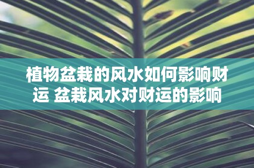 植物盆栽的风水如何影响财运 盆栽风水对财运的影响