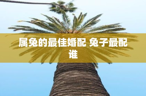 属兔的最佳婚配 兔子最配谁