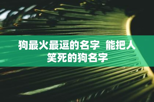 狗最火最逗的名字 能把人笑死的狗名字