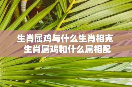 生肖属鸡与什么生肖相克 生肖属鸡和什么属相配