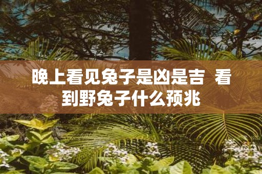 晚上看见兔子是凶是吉 看到野兔子什么预兆