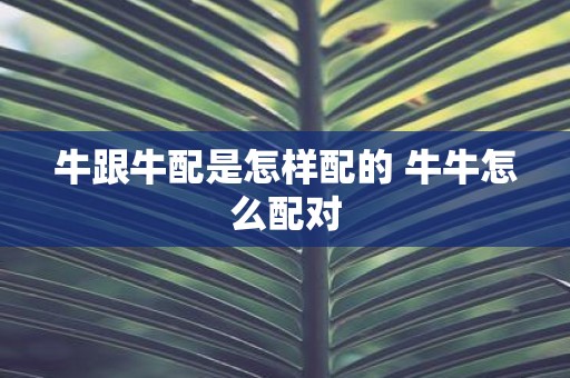 牛跟牛配是怎样配的 牛牛怎么配对