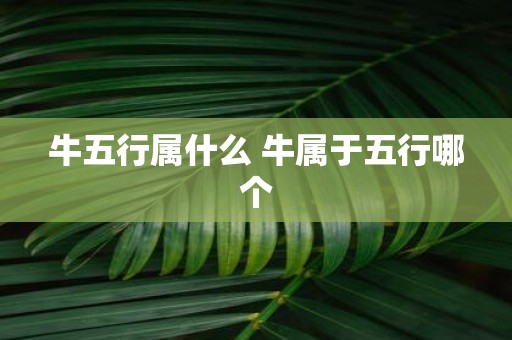 牛五行属什么 牛属于五行哪个 牛五行属什么 牛属于五行哪个