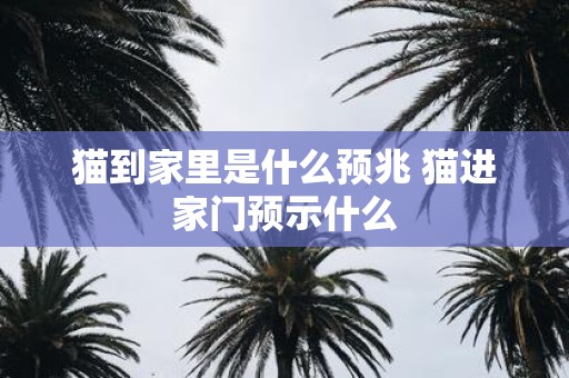 猫到家里是什么预兆 猫进家门预示什么