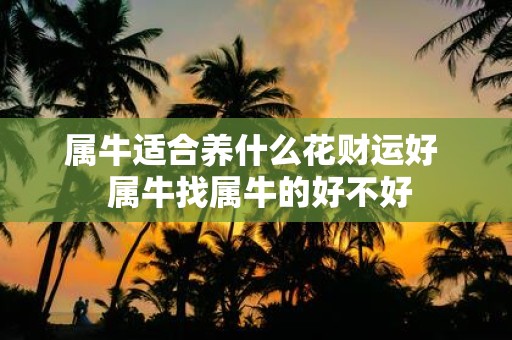 属牛适合养什么花财运好 属牛找属牛的好不好