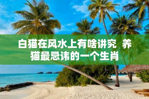 白猫在风水上有啥讲究 养猫最忌讳的一个生肖