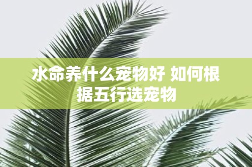 水命养什么宠物好 如何根据五行选宠物