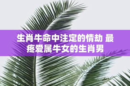 生肖牛命中注定的情劫 最疼爱属牛女的生肖男