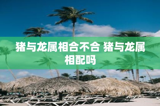 猪与龙属相合不合 猪与龙属相配吗