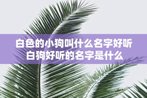 白色的小狗叫什么名字好听 白狗好听的名字是什么
